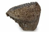 Fossil Woolly Mammoth Upper M Molar - Poland #357018-2